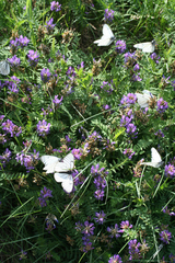 Astragalus danicus (Astragalus danicus)
