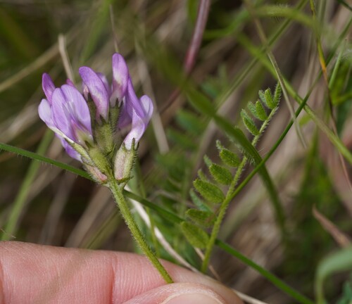 Astragalus danicus (Astragalus danicus)