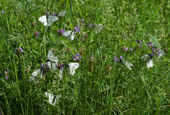 Astragalus danicus (Astragalus danicus)