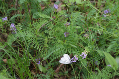 Astragalus danicus (Astragalus danicus)
