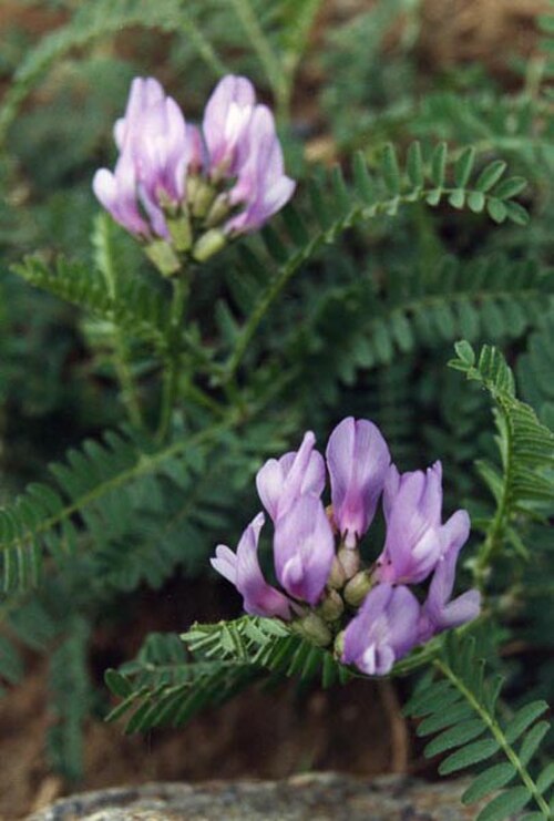 Astragalus danicus: Astragalus danicus