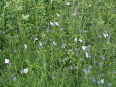 Astragalus danicus (Astragalus danicus)