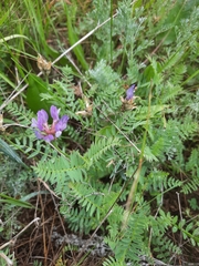 Astragalus danicus (Astragalus danicus)