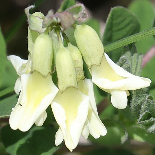 Pallid milk vetch: Astragalus frigidus subsp. parviflorus in Mount Shirouma, Hakuba, Nagano Prefecture, Japan.
