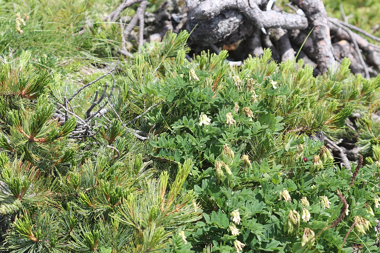 Pallid milk vetch: Astragalus frigidus subsp. parviflorus and Pinus pumila in Mount Shirouma, Hakuba, Nagano Prefecture, Japan.