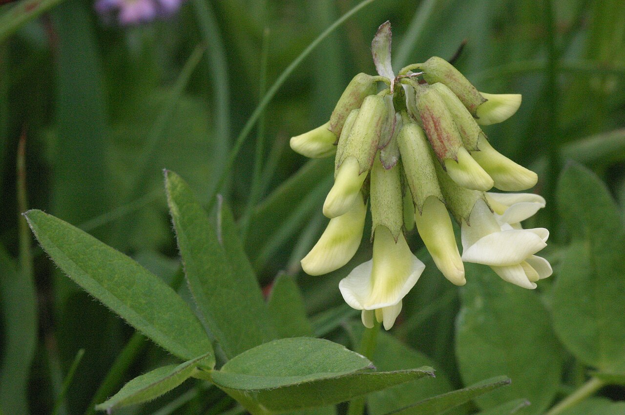 Pallid milk vetch: Astragalus frigidus