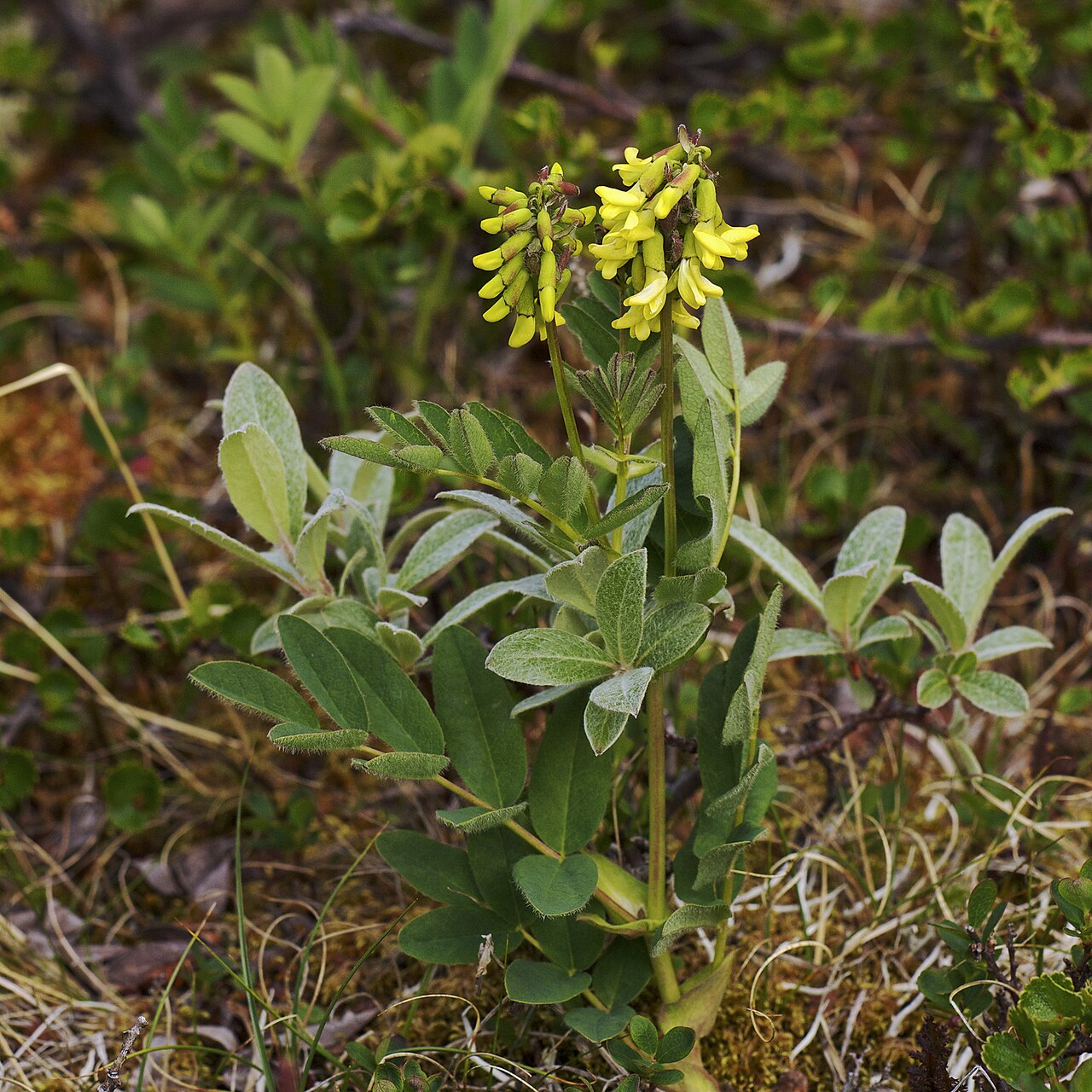 Pallid milk vetch: Yellow Alpine Milkvetch ( Astragalus frigidus ), Grimsdalen, Rondane National Park, Norway