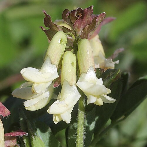 Pallid milk vetch: Astragalus frigidus subsp. parviflorus in Mount Shirouma, Hakuba, Nagano Prefecture, Japan.