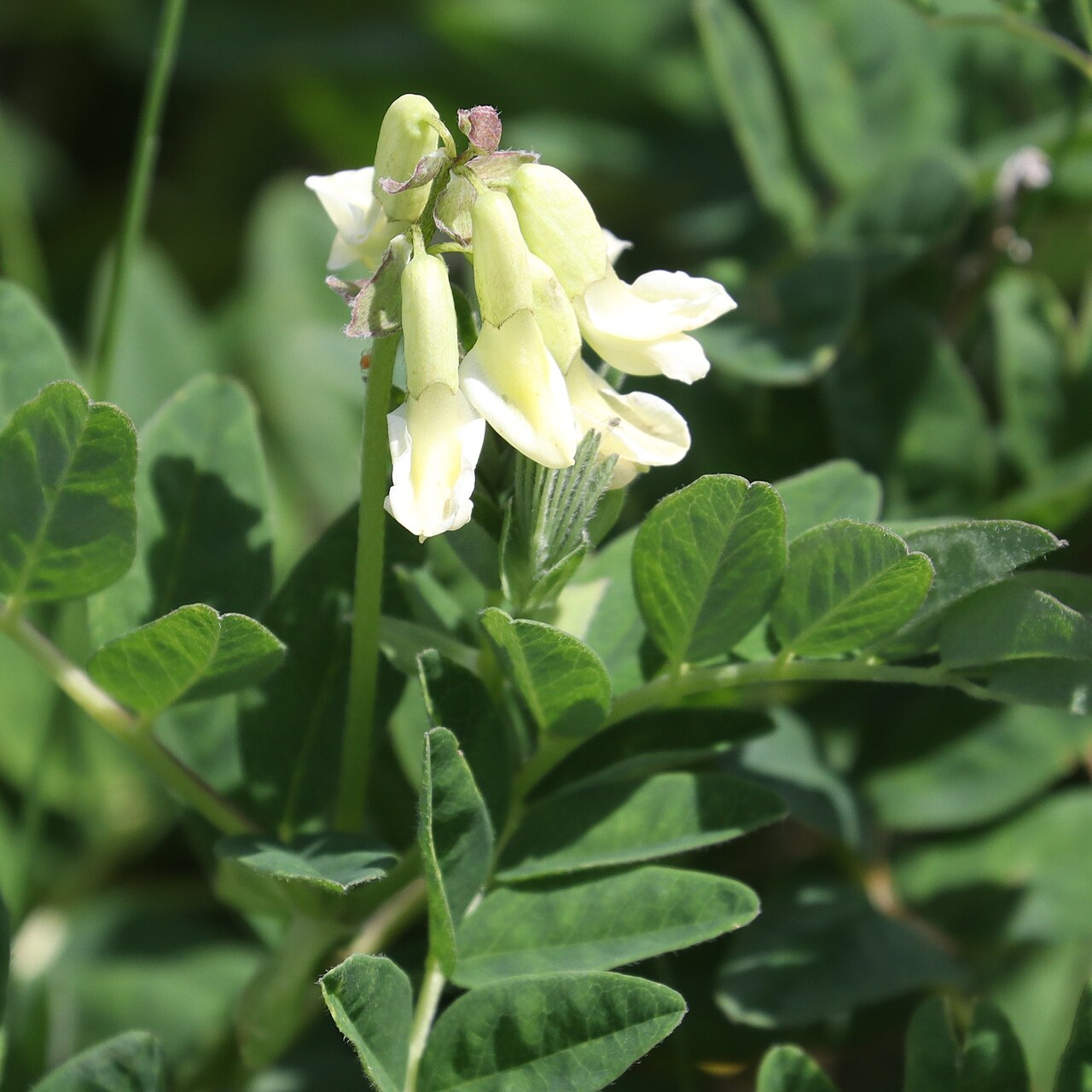 Pallid milk vetch: Astragalus frigidus subsp. parviflorus in Mount Shirouma, Hakuba, Nagano Prefecture, Japan.