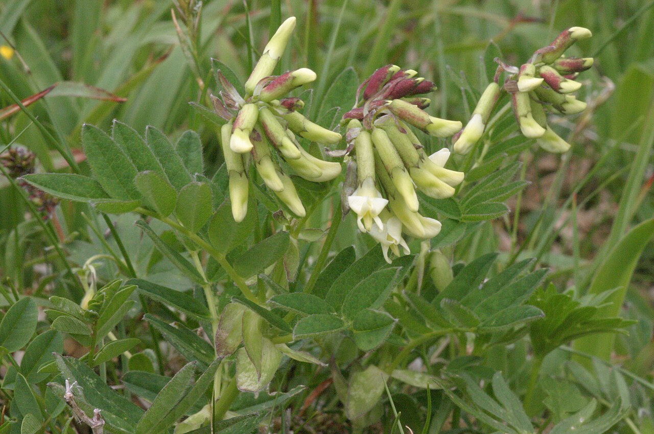 Pallid milk vetch: Astragalus frigidus
