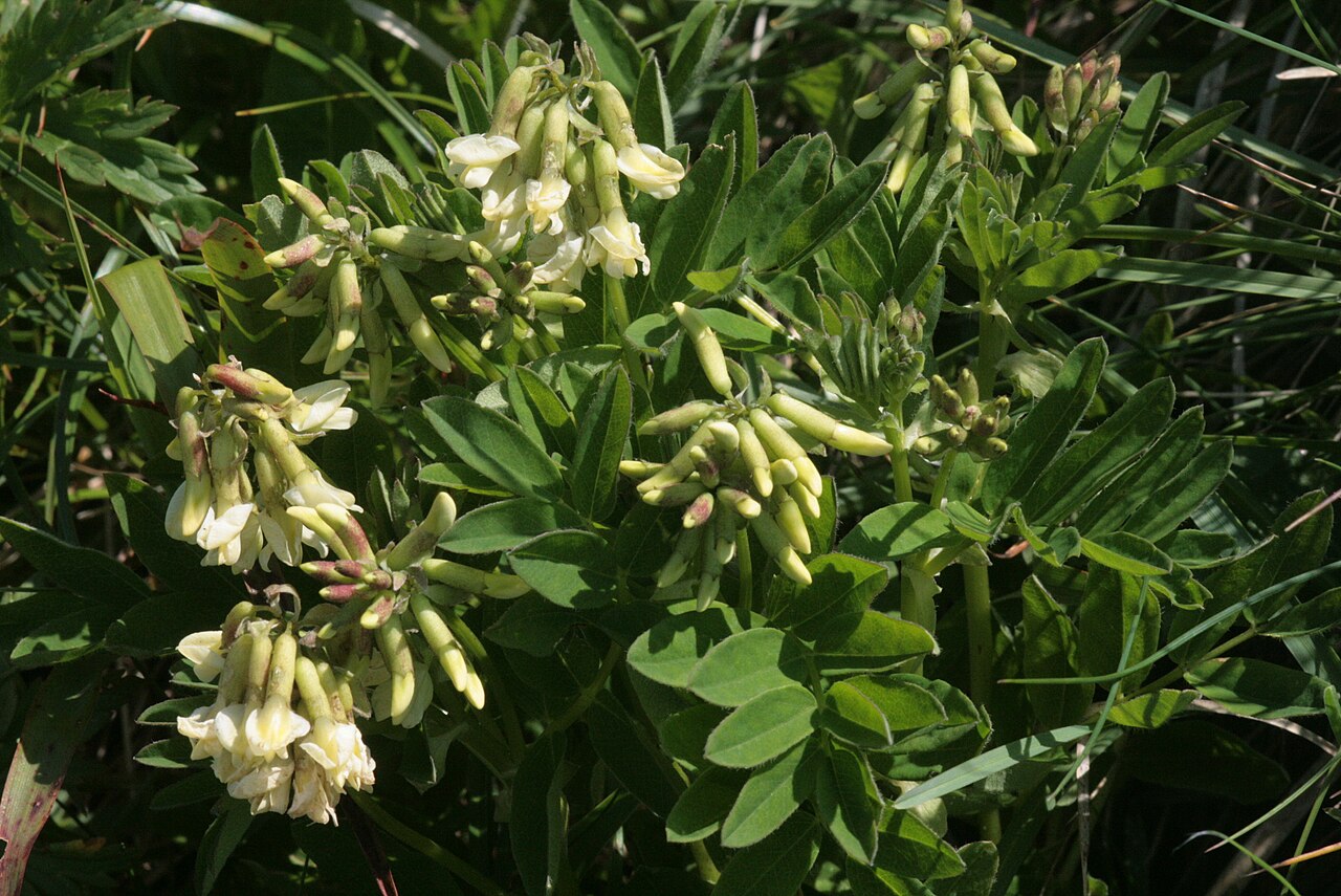 Pallid milk vetch: Astragalus frigidus