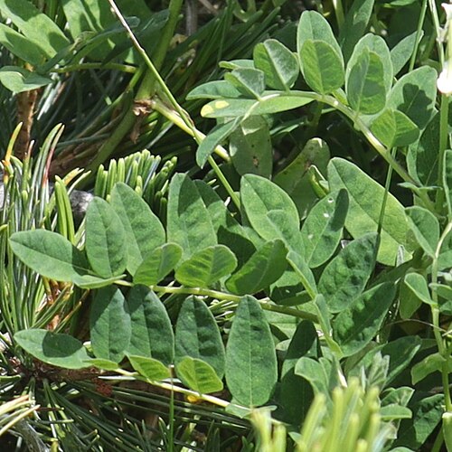 Pallid milk vetch: Astragalus frigidus subsp. parviflorus in Mount Shirouma, Hakuba, Nagano Prefecture, Japan.