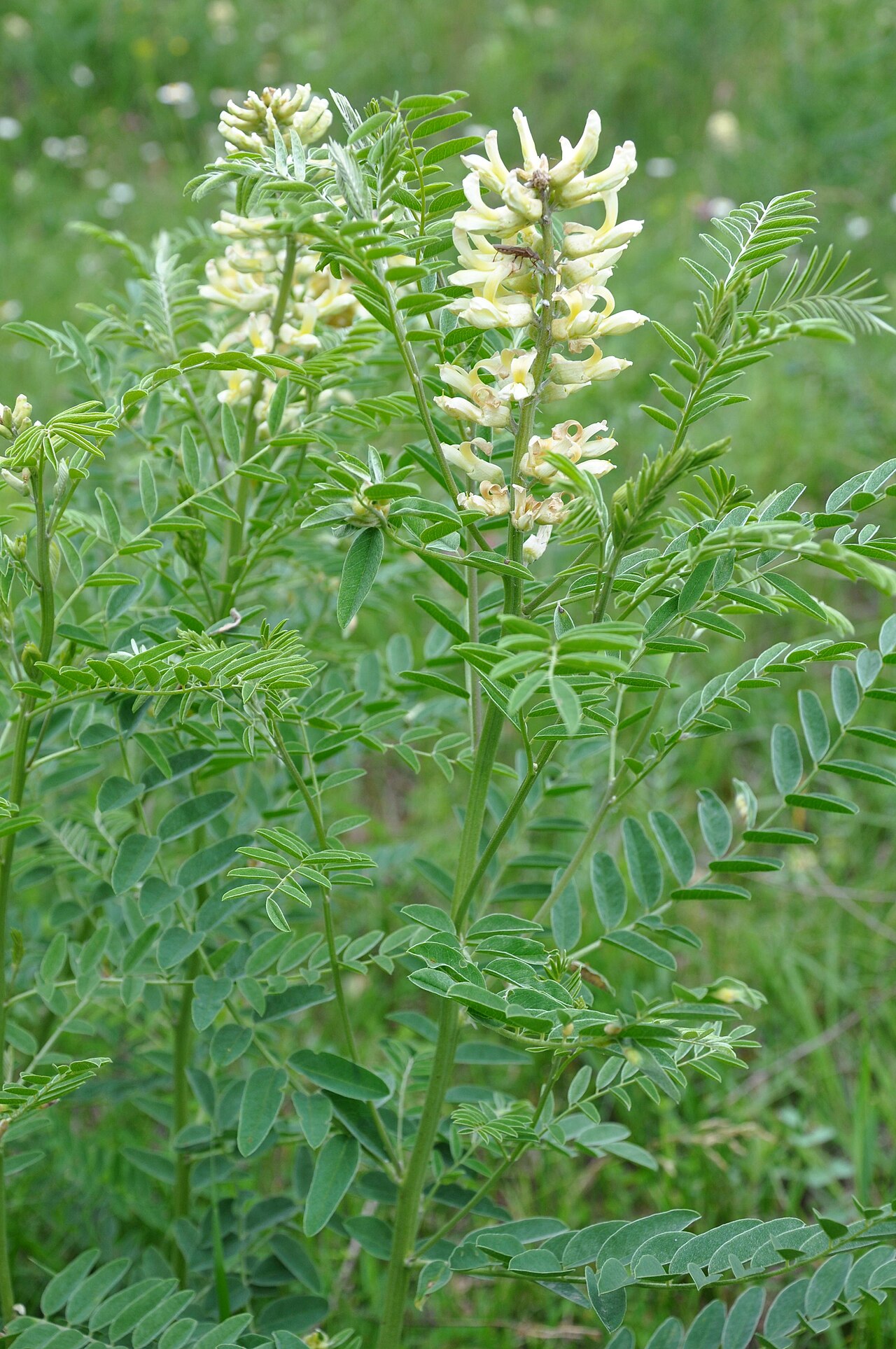 Pallid milk vetch: გადაღებულია მცხეთაში Taken in Mtskheta