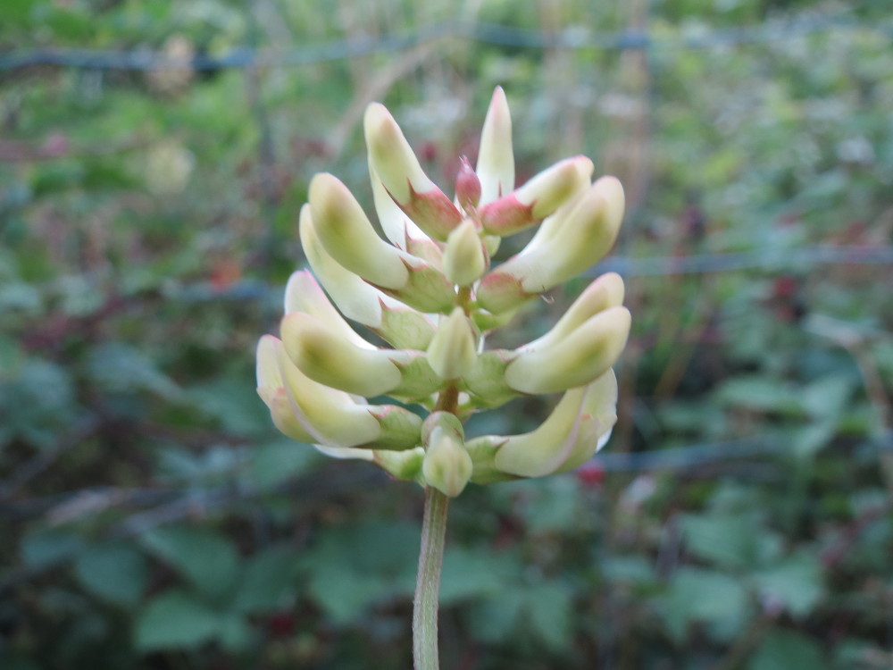 Licorice milkvetch: Bärenschote ( Astragalus glycyphyllos ) im Naturschutzgebiet Gewann Frankreich-Wiesental