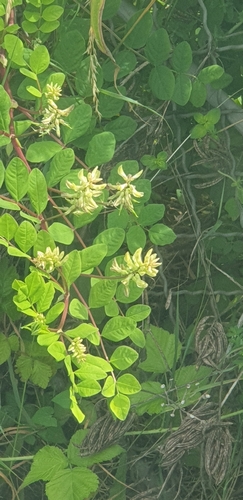 Licorice milkvetch (Astragalus glycyphyllos)