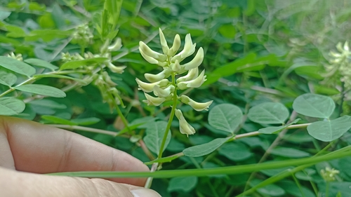 Licorice milkvetch (Astragalus glycyphyllos)