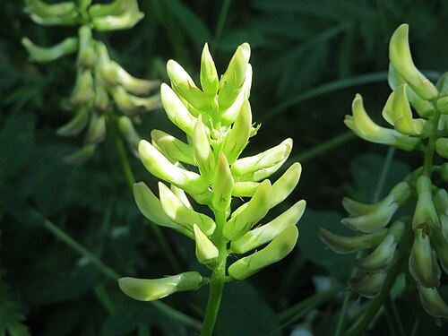 Licorice milkvetch: Bärenschote ( Astragalus glycyphyllos ) im Naturschutzgebiet „St. Arnualer Wiesen“