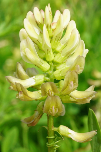 Licorice milkvetch (Astragalus glycyphyllos)