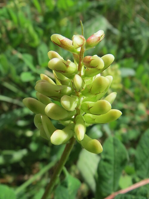 Licorice milkvetch: Bärenschote ( Astragalus glycyphyllos ) im Schwetzinger Hardt