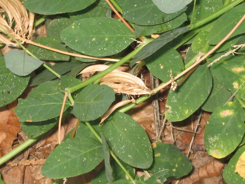 Licorice milkvetch (Astragalus glycyphyllos)