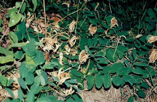 Licorice milkvetch (Astragalus glycyphyllos)