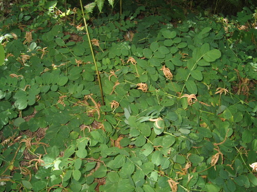 Licorice milkvetch (Astragalus glycyphyllos)