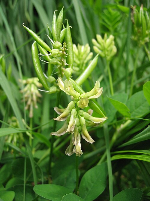 Licorice milkvetch: Astragalus glycyphyllos , East Side of Traunsee ~550 m, Upper Austria, Austria