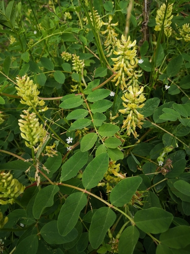 Licorice milkvetch (Astragalus glycyphyllos)