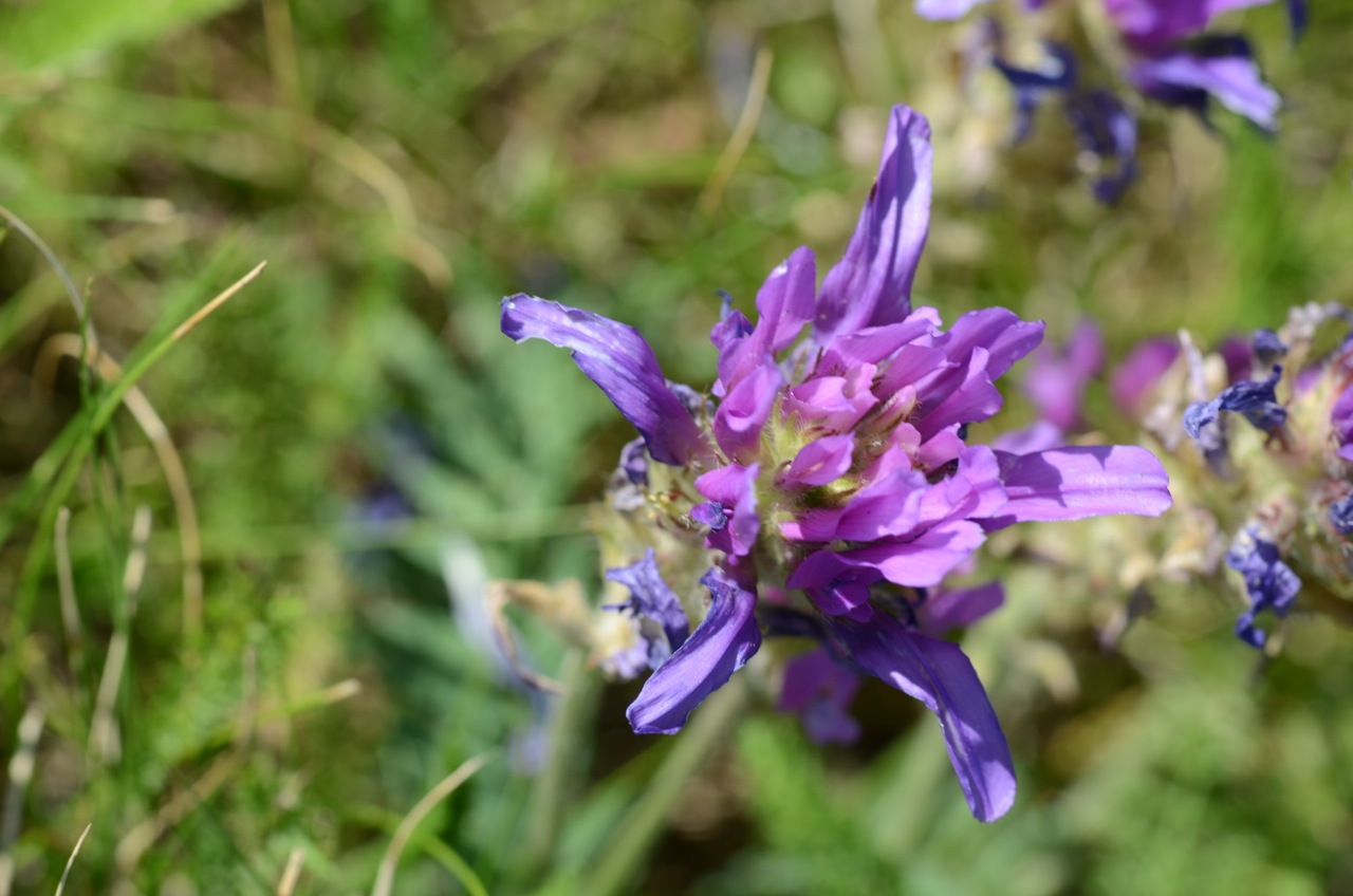 Astragalus onobrychis: Astragalus onobrychis
