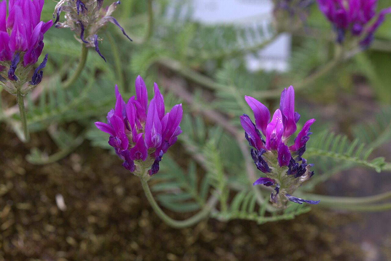 Astragalus onobrychis: Astragalus onobrychis in Gothenburg Botanical Garden 2015. Plant id: 2005-615 s W.