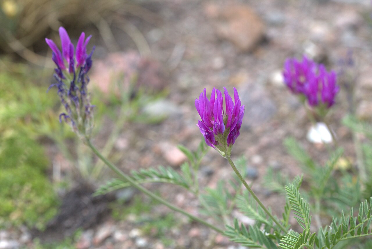 Astragalus onobrychis: Astragalus onobrychis in Gothenburg Botanical Garden 2015. Plant id: 2005-615 s W.
