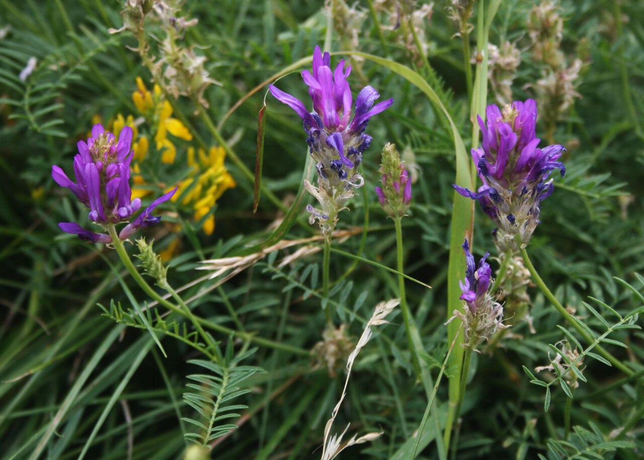 Astragalus onobrychis: Langfahnen-Tragant ( Astragalus onobrychis ), Hülsenfrüchtler (Fabaceae), Schmetterlingsblütler (Faboideae) - Österreich/Austria/Autriche: Niederösterreich, Eic