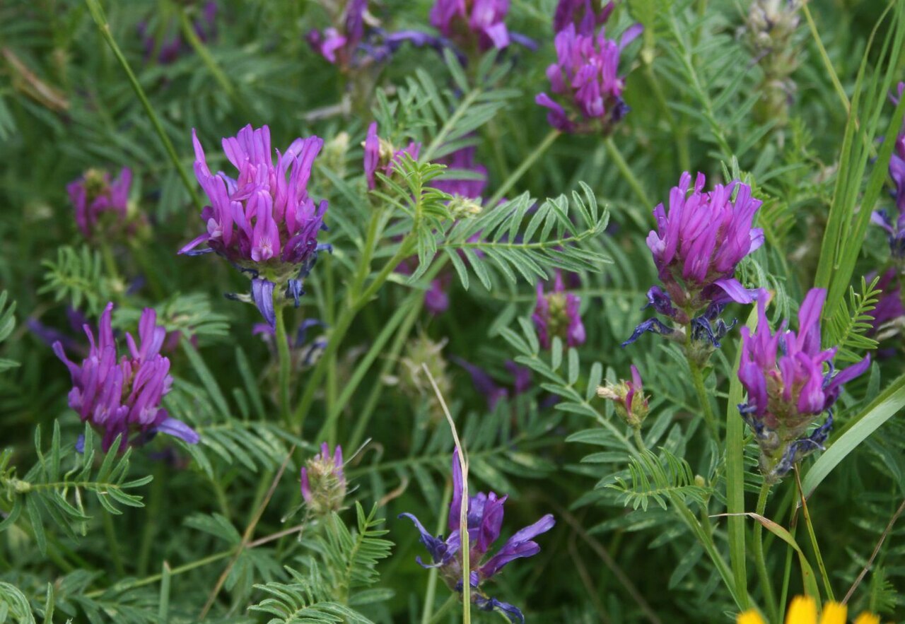 Astragalus onobrychis: Langfahnen-Tragant ( Astragalus onobrychis ), Hülsenfrüchtler (Fabaceae), Schmetterlingsblütler (Faboideae) - Österreich/Austria/Autriche: Niederösterreich, Eic