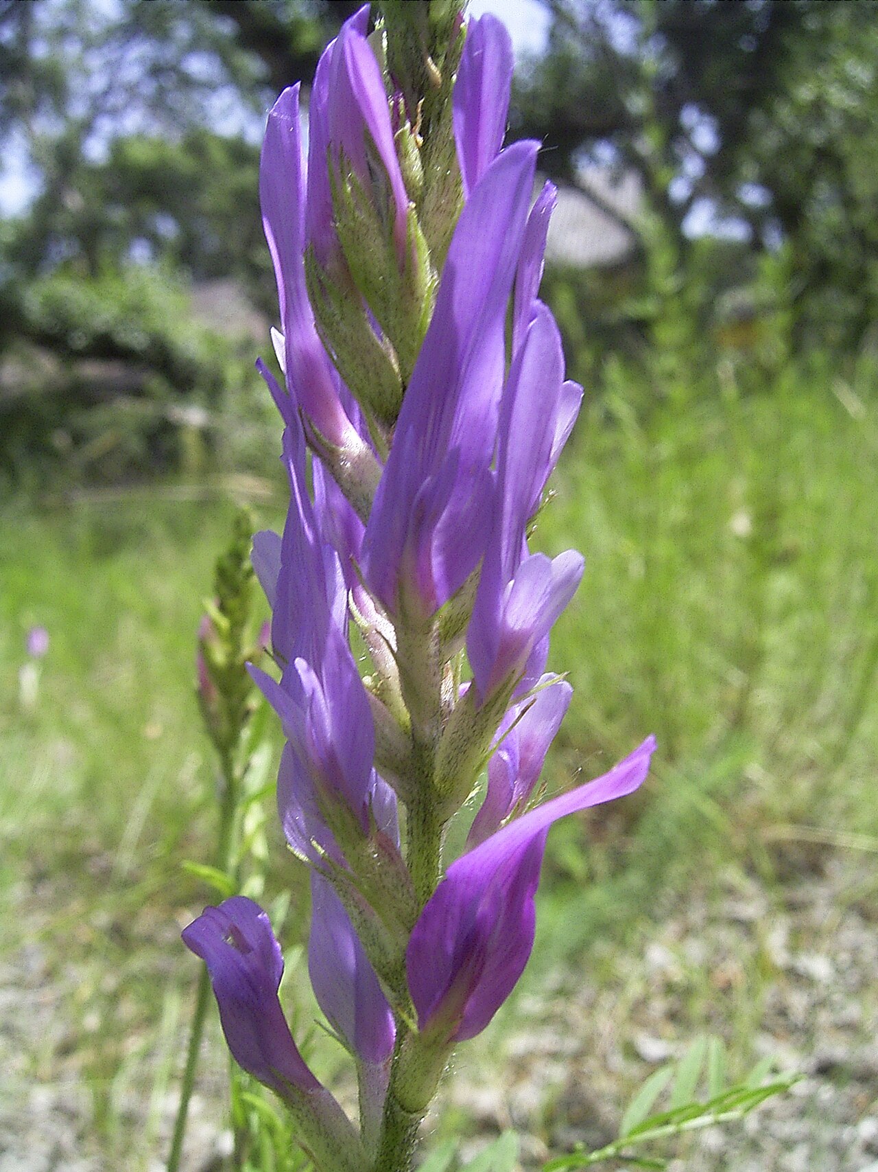 Astragalus onobrychis: Astragalus onobrychis flora, June 2006, at Rax, Austria