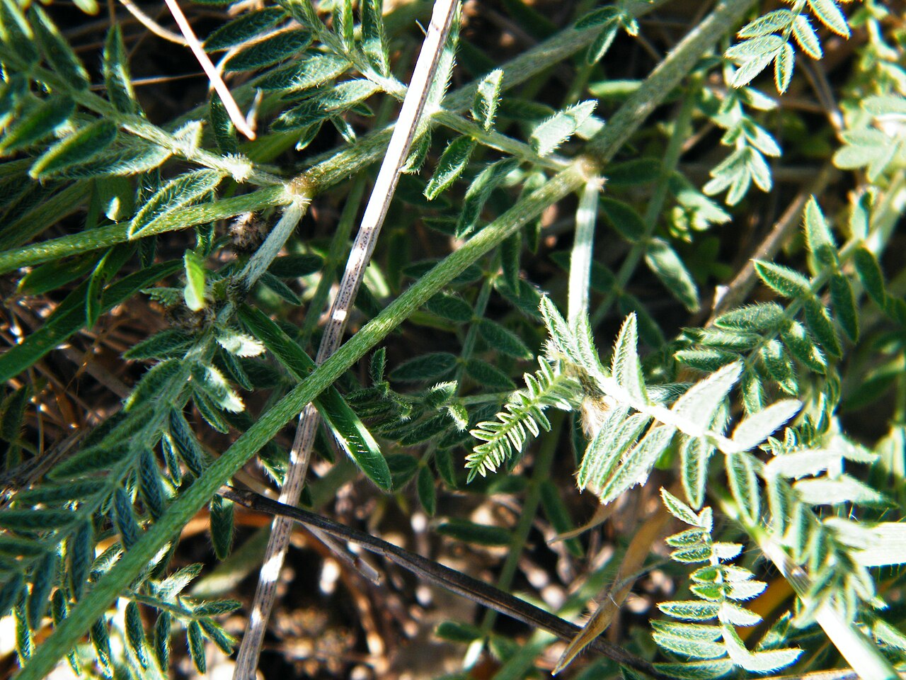 Astragalus onobrychis: Astragalus onobrychis in Laspi Bay