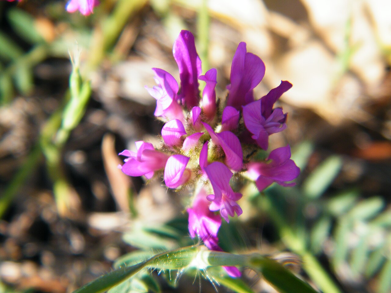 Astragalus onobrychis: Astragalus onobrychis in Laspi Bay