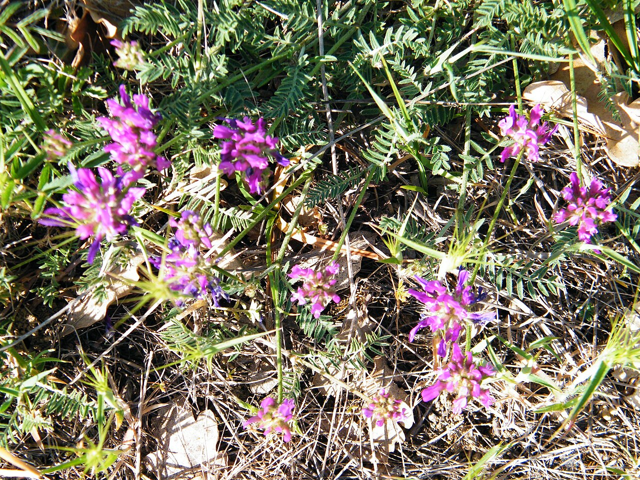 Astragalus onobrychis: Astragalus onobrychis in Laspi Bay
