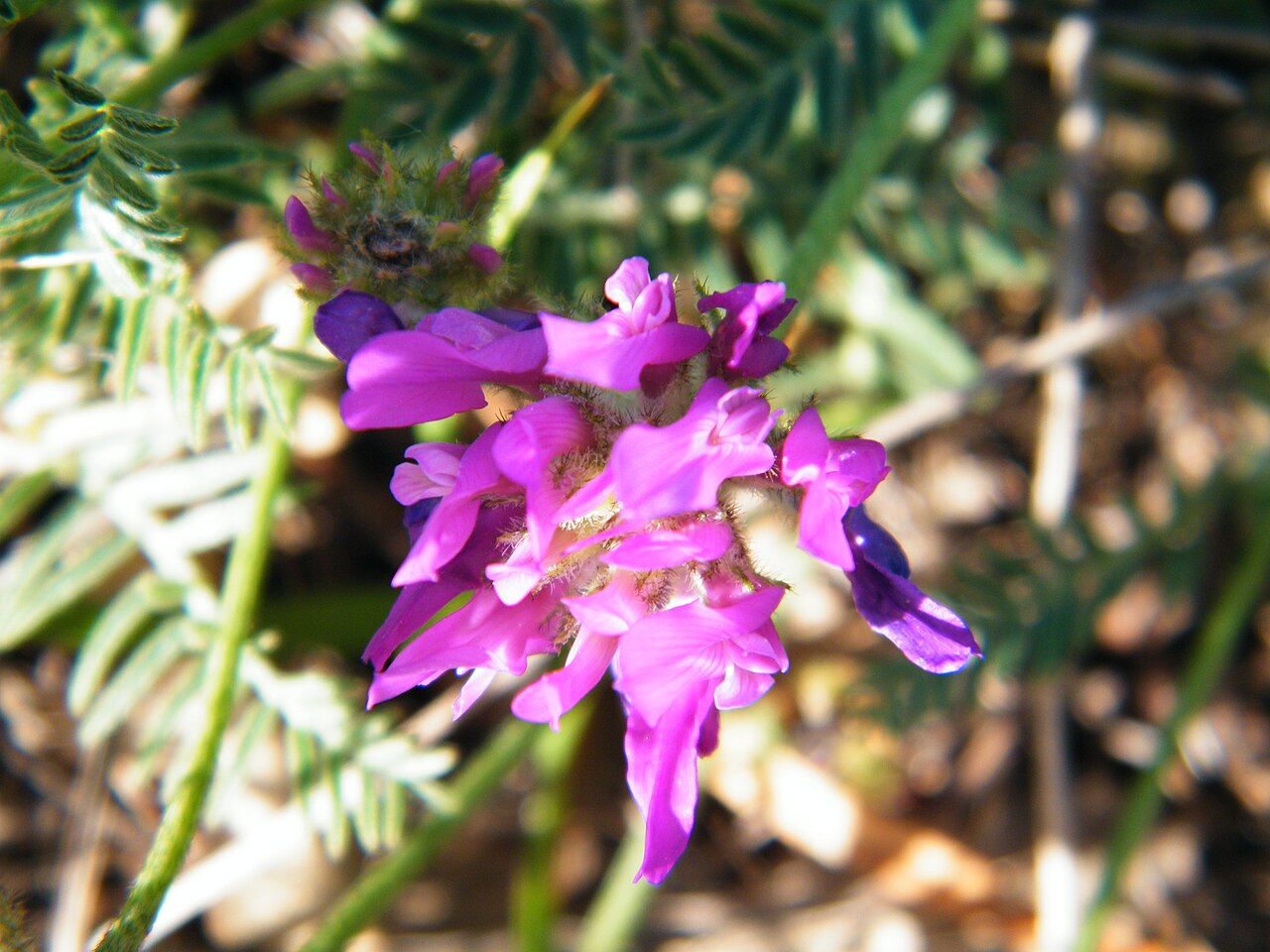 Astragalus onobrychis: Astragalus onobrychis in Laspi Bay