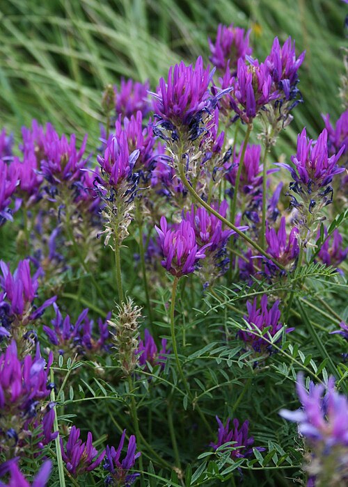 Astragalus onobrychis: Langfahnen-Tragant ( Astragalus onobrychis ), Hülsenfrüchtler (Fabaceae), Schmetterlingsblütler (Faboideae) - Österreich/Austria/Autriche: Niederösterreich, Eic