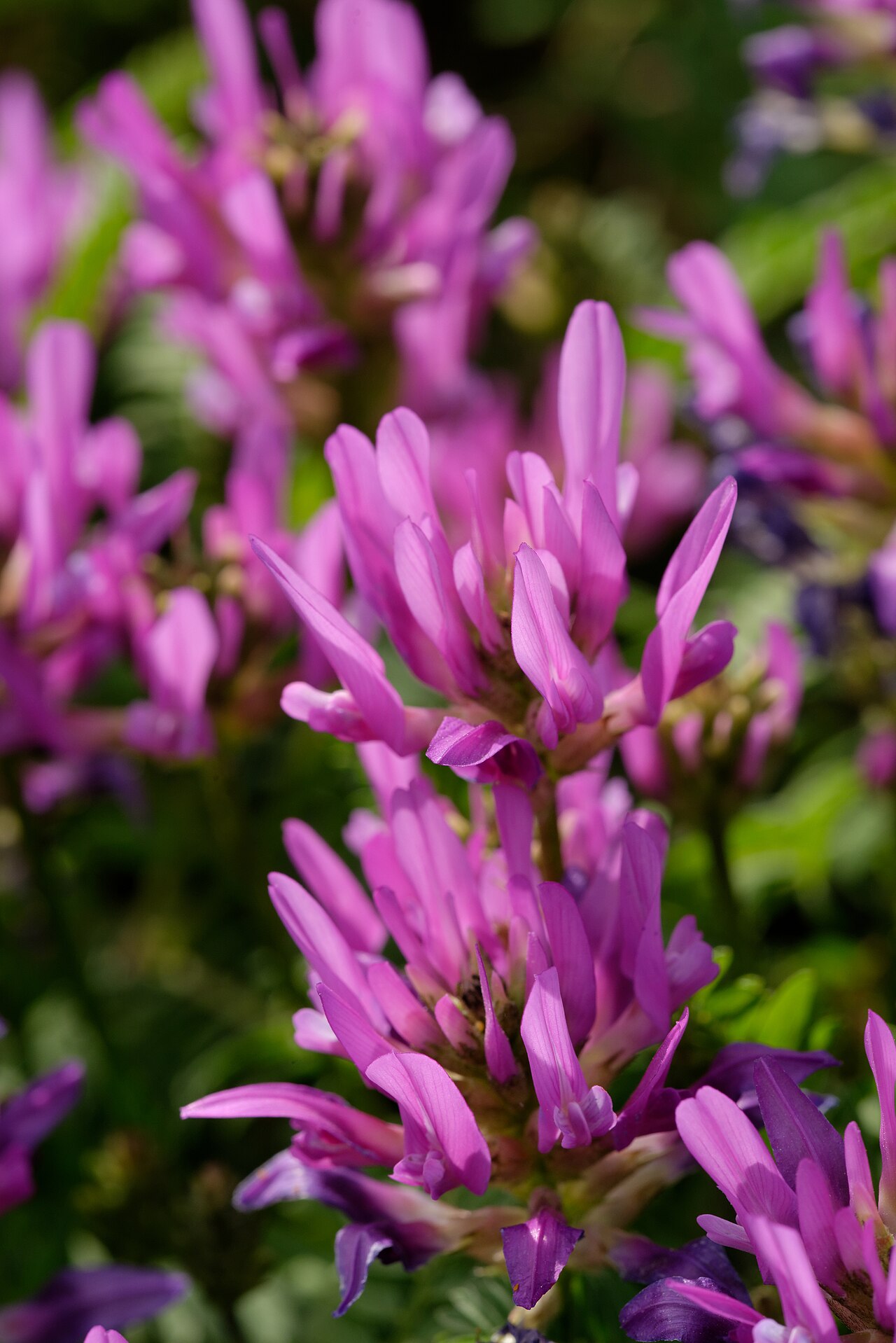 Astragalus onobrychis: Astragalus onobrychis in the botanical school of the Jardin des Plantes, Paris.