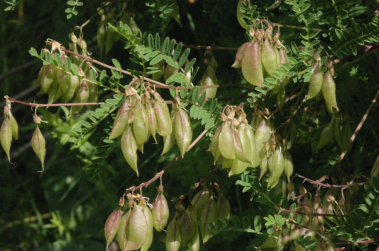 Mountain lentil: Astragalus penduliflorus