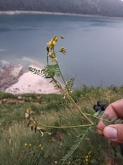 Mountain lentil (Astragalus penduliflorus)