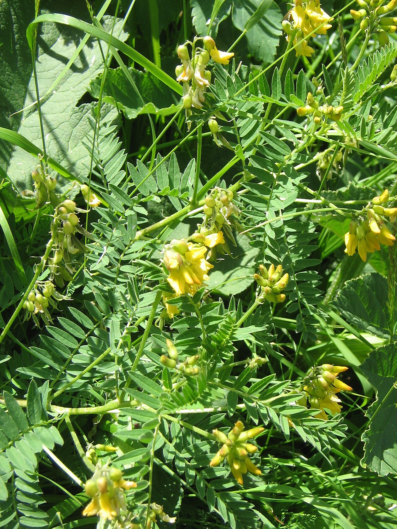 Mountain lentil: Astragalus penduliflorus