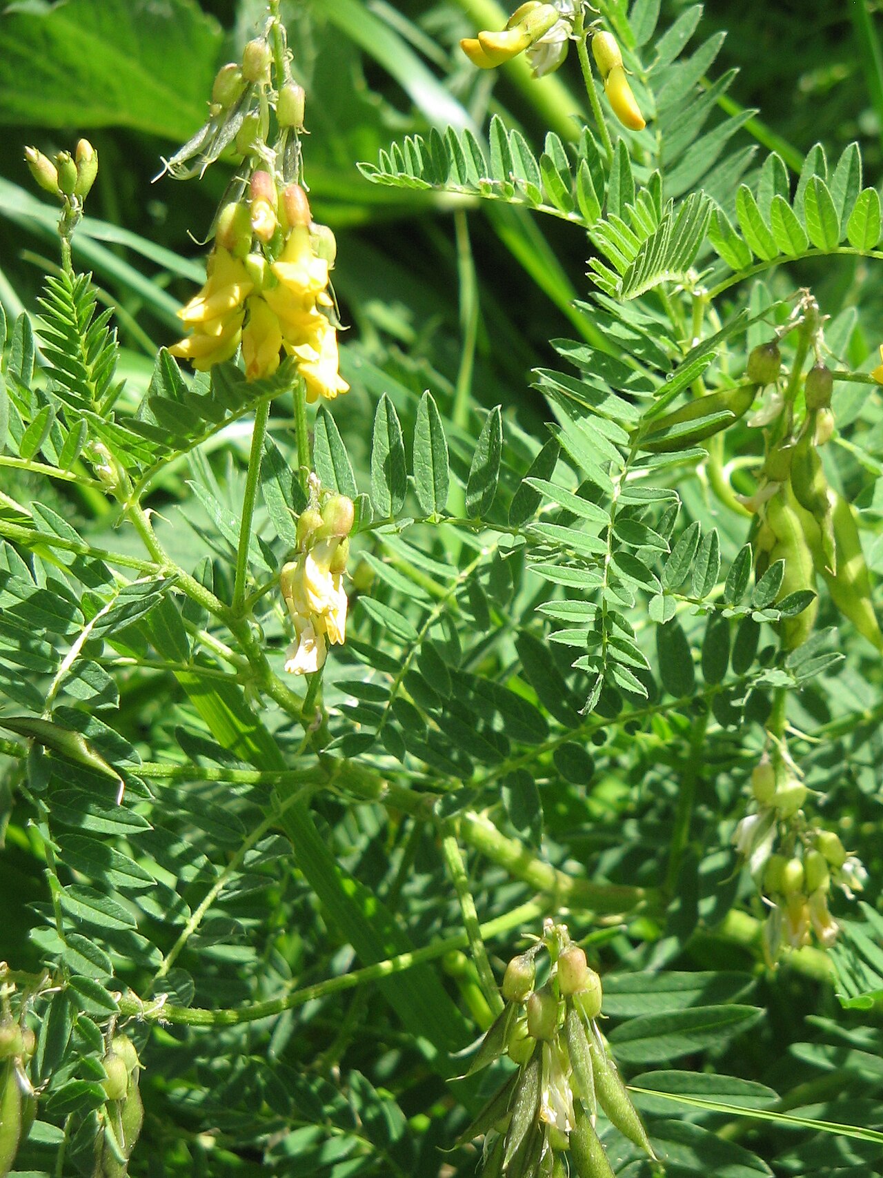 Mountain lentil: Astragalus penduliflorus