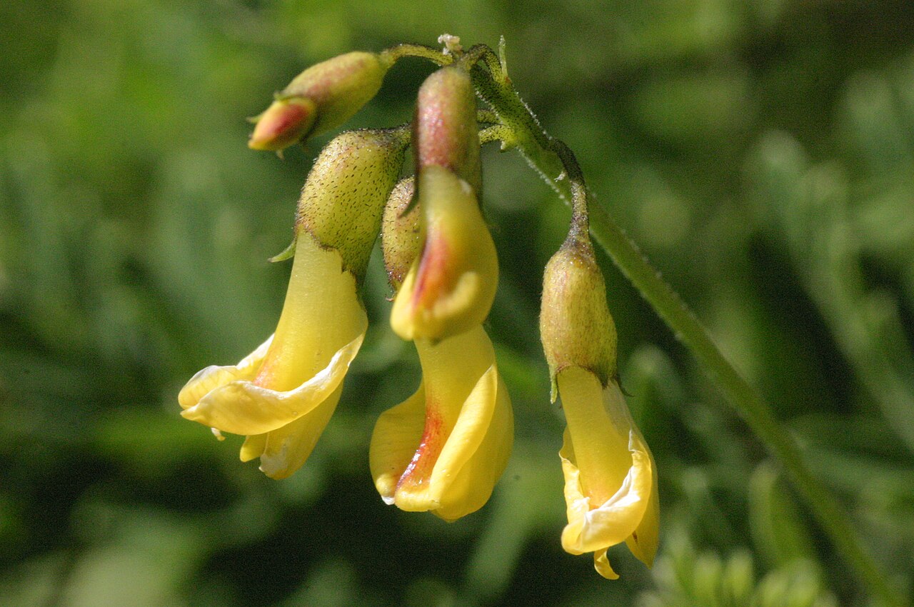 Mountain lentil: Astragalus penduliflorus