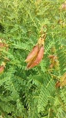 Mountain lentil (Astragalus penduliflorus)