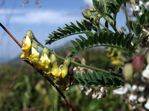 Mountain lentil (Astragalus penduliflorus)