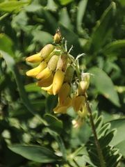 Mountain lentil (Astragalus penduliflorus)