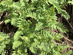 Mountain lentil (Astragalus penduliflorus)