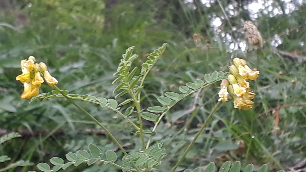 Mountain lentil (Astragalus penduliflorus)